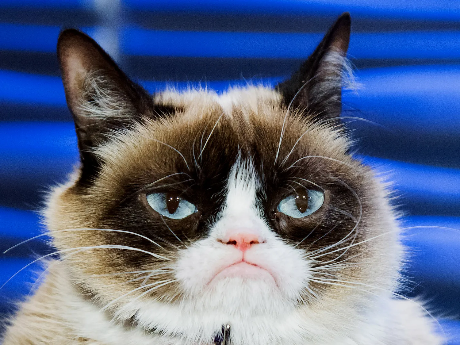 Grumpy cat e Zangado